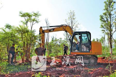 在撫仙湖一級保護區內對退出地塊進行生態景觀恢復  記者 李丹 攝