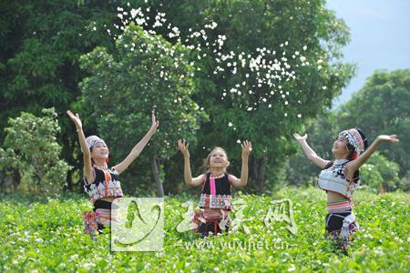 元江縣是全國茉莉花的第二大產區