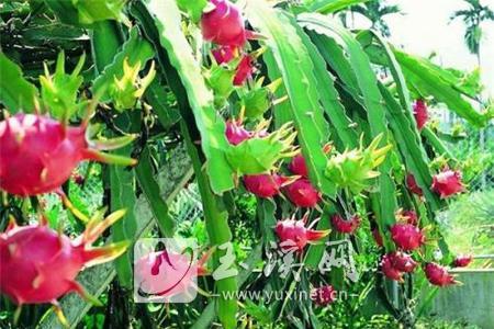 元江成為云南最大火龍果種植基地