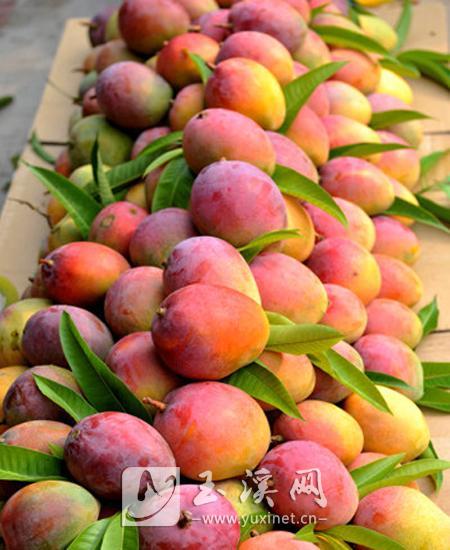 杧果種植成為助農增收的支柱產業