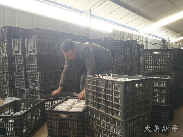 竹蓀