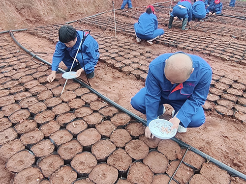 遨游太空的云南冬櫻花種子在華寧播種.jpg