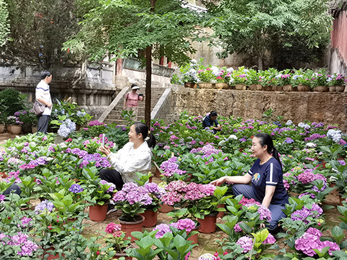 秀山公園繡球花開醉游人.jpg