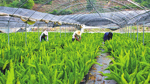 新寨村種植狐尾天門冬效益好.jpg