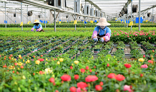紫玉花卉：科技賦能綻放活力.jpg