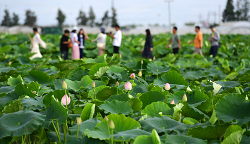 杞麓湖畔荷花開生態農旅添活力.jpg