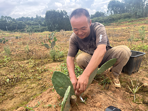 種植食用仙人掌 特色農(nóng)業(yè)促增收.jpg