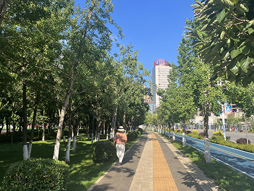 市民支招：工作人員定期清理銀杏果.jpg