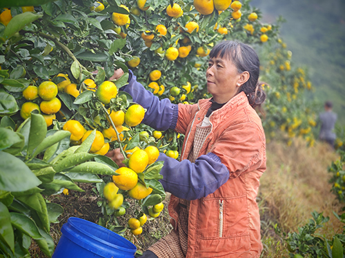 落鳳村柑橘喜迎豐收.jpg