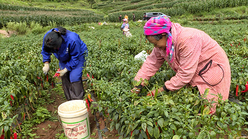 火紅辣椒“豐”景好 映紅村民致富路.jpg