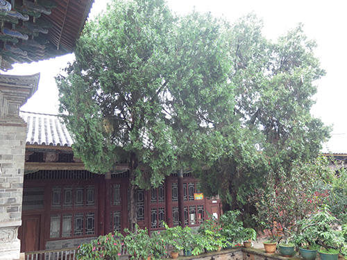 千年古樹枯而不倒 “后代”已成參天大樹1.jpg