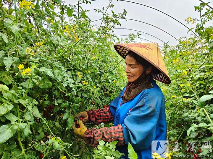 易門縣曾所社區(qū)玲瓏小番茄豐收.jpg