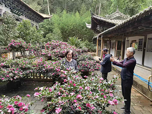 秀山公園茶梅綻放.jpg