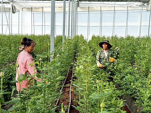 浦貝鄉發展花卉產業助農增收.jpg