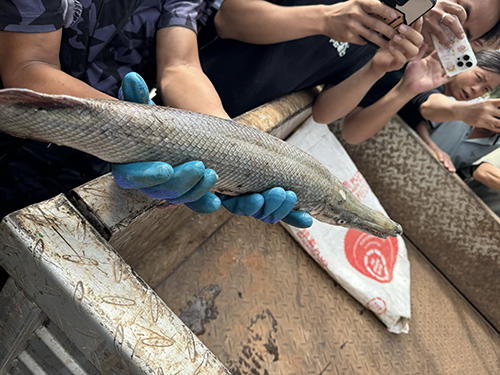 聶耳公園“怪魚”落網(wǎng)1.jpg