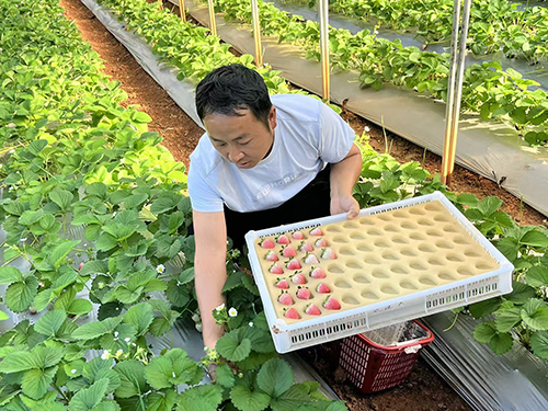 九溪鎮中營村1700畝草莓香飄全國.jpg