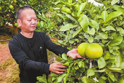 葡萄柚扎根新平紅河谷特色水果助農(nóng)增收.jpg