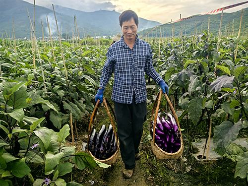 元江甘莊：冬季不減豐收熱蔬菜水果采摘忙.jpg