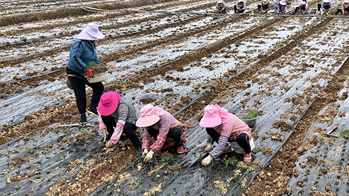 梅營社區(qū)：初冬時節(jié)洋蔥移栽忙.jpg