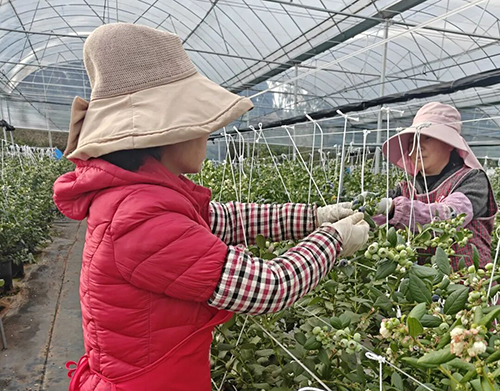 江川藍莓成熟上市.jpg