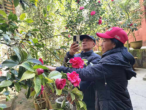 秀山茶花艷 繁花引客來.jpg