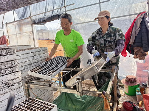 烤煙育苗工作全面啟動.jpg