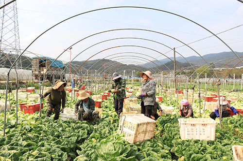 河外村：搶抓農時采收娃娃菜.jpg
