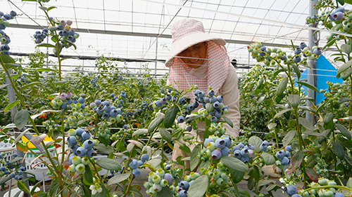 沙果村農旅融合繪就和美鄉村新畫卷.jpg