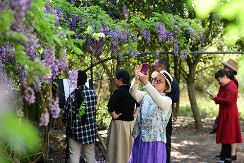 紫藤花開(kāi)迎客來(lái).jpg