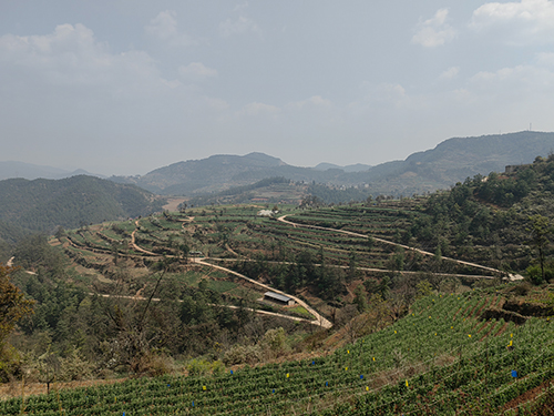 青春力量扎根基層 鄉(xiāng)村振興寫出新篇2.jpg
