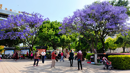 藍花楹綻放 市民樂享春光.jpg
