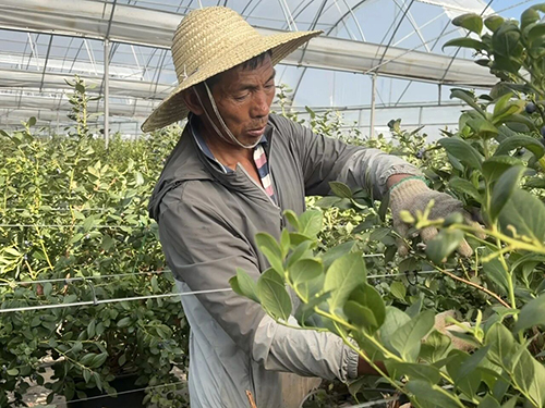 澄江藍莓全面開展剪枝作業，備戰冬季搶先上市.jpg