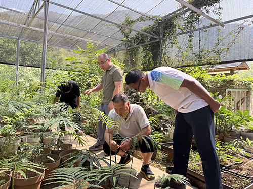 元江構建植物界“活化石”滇南蘇鐵全鏈條保護體系.jpg