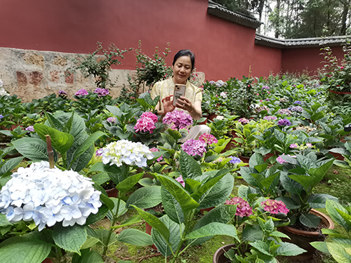 繡球花開引客來.jpg 繡球花開引客來.jpg