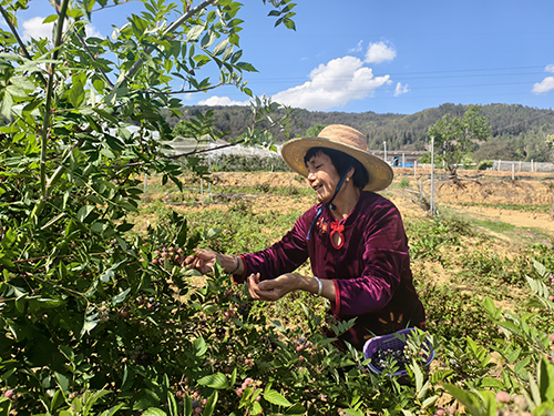 九溪鎮(zhèn)特色漿果產(chǎn)業(yè)助農(nóng)增收.jpg