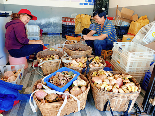 菌香四溢購銷兩旺.jpg